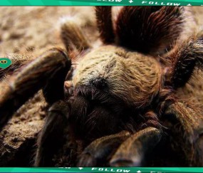 AYX- 世界足球莱万多夫斯基 