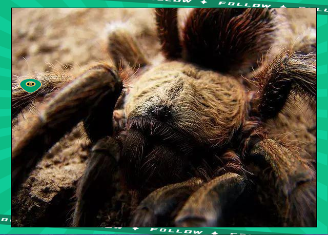  世界足球莱万多夫斯基 